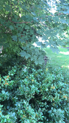 Acer platanoides