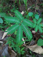 Zapoteca portoricensis
