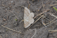 Isturgia murinaria