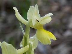 Orchis pauciflora
