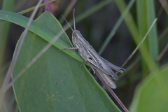 Euchorthippus pulvinatus