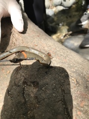 Diadophis punctatus modestus