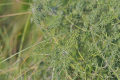 Asparagus pallasii