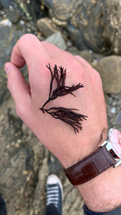 Ahnfeltiopsis linearis