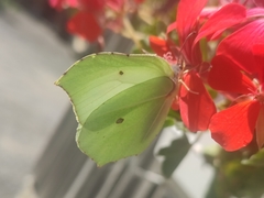 Gonepteryx cleopatra