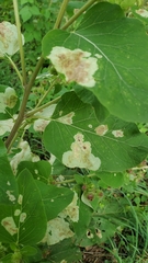 Calycomyza flavinotum