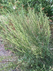 Artemisia campestris