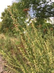 Artemisia campestris