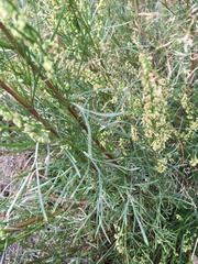 Artemisia campestris