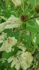 Calycomyza flavinotum