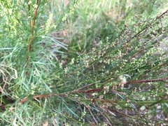 Artemisia campestris