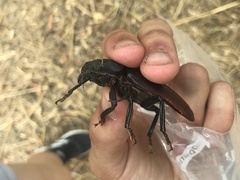 Rhaesus serricollis