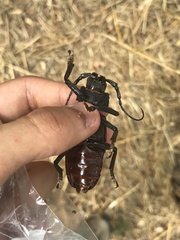 Rhaesus serricollis