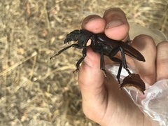 Rhaesus serricollis
