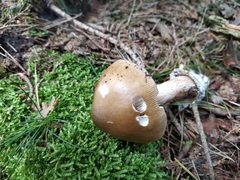 Amanita submembranacea