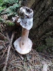 Amanita submembranacea