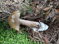 Amanita submembranacea