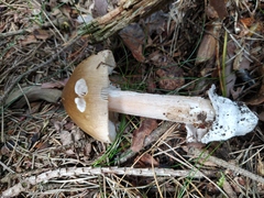 Amanita submembranacea