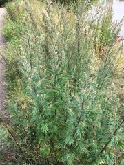 Artemisia vulgaris