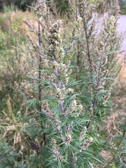 Artemisia vulgaris