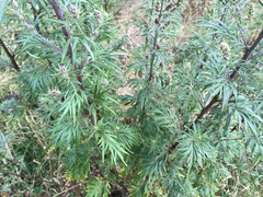 Artemisia vulgaris