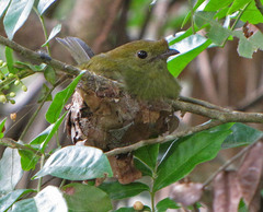 Antilophia galeata