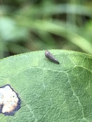 Agallia quadripunctata