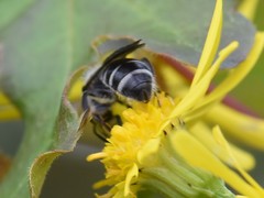 Lasioglossum sexnotatum