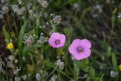 Linum pubescens