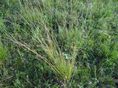 Stipa krylovii