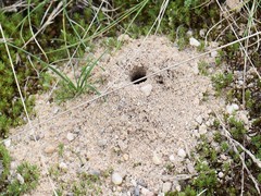 Dasypoda hirtipes
