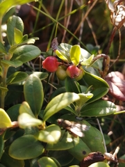 Vaccinium vitis-idaea