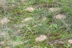 Dasypoda hirtipes