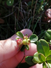 Vaccinium vitis-idaea