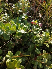 Vaccinium vitis-idaea