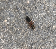 Staphylinus dimidiaticornis