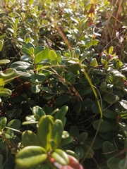 Vaccinium vitis-idaea