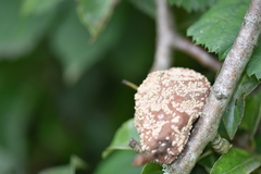 Monilinia fructigena