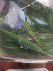 Acrida cinerea