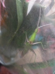 Acrida cinerea