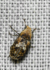 Euparius paganus