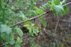 Ribes divaricatum divaricatum
