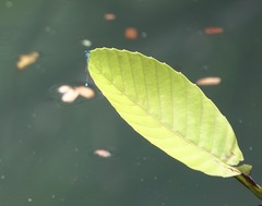 Pseudagrion microcephalum