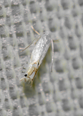 Phyllocnistis vitegenella
