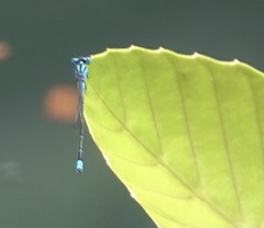 Pseudagrion microcephalum