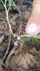 Oncometopia hamiltoni