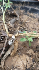 Oncometopia hamiltoni