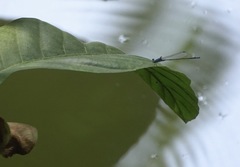 Pseudagrion microcephalum