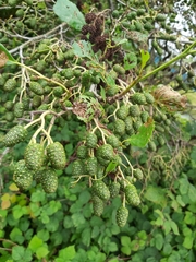 Alnus glutinosa