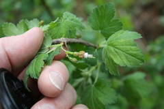 Ribes divaricatum divaricatum